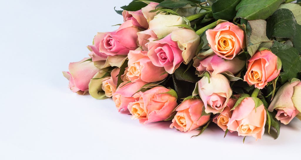 A stunning bouquet of pink roses against a white backdrop, perfect for romantic occasions.